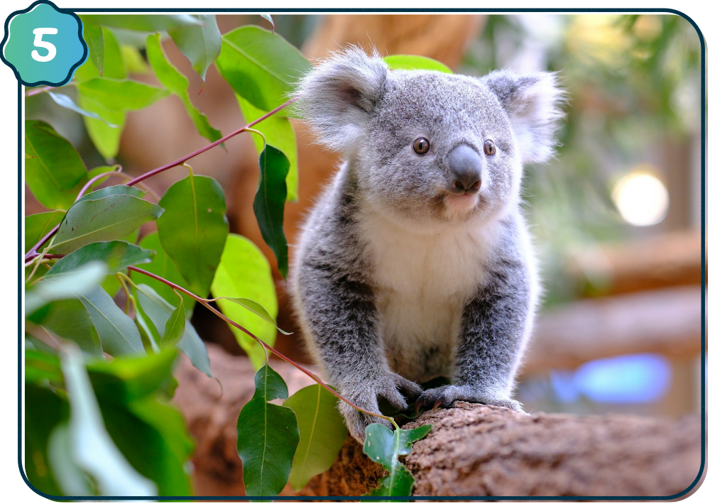 Australia Zoo